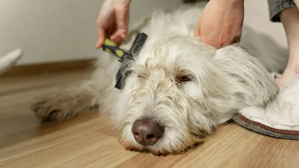 Pet Grooming at Home