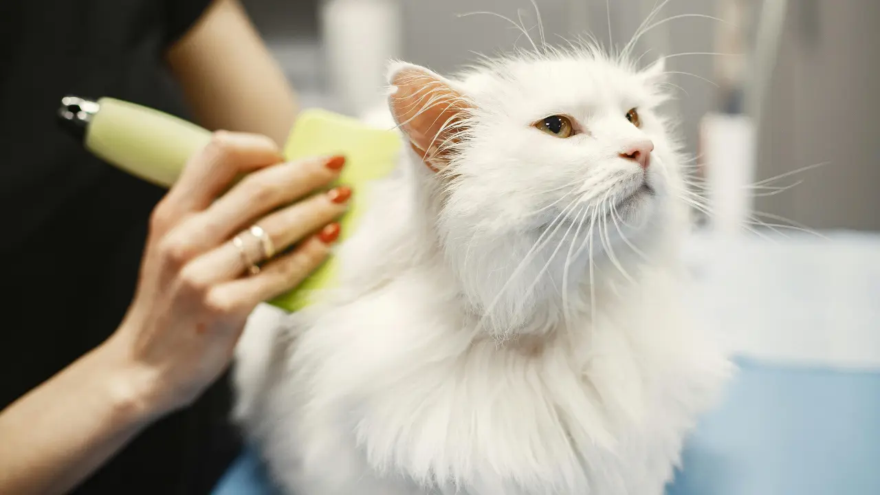 Pet Grooming at Home